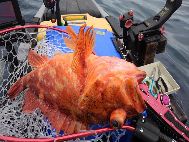 5月末　久しぶりにカヤックで魚釣りに出ました。